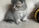 Scottish fold boy - Scottish Fold Kitten For Sale - 