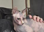 Sushi - Sphynx Cat For Sale/Retired Breeding - Fort Worth&comma; TX&comma; US