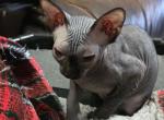 Binx Black Girl - Sphynx Kitten For Sale - Fort Worth&comma; TX&comma; US
