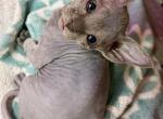 Pixies blue gray girl - Sphynx Kitten For Sale - Fort Worth&comma; TX&comma; US