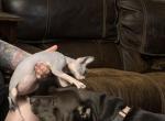 Juno baby Girl - Sphynx Kitten For Sale - Fort Worth&comma; TX&comma; US