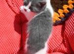 Chloe - Domestic Kitten For Sale - 