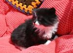 Cotton - Domestic Kitten For Sale - 