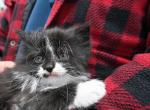 Cotton - Domestic Kitten For Sale - Agawam&comma; MA&comma; US