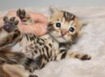 Chloe - Bengal Kitten For Sale - 