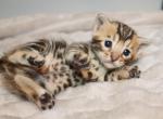 Bengal girl - Bengal Kitten For Sale - Valparaiso&comma; IN&comma; US