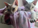 May Litter - Devon Rex Kitten For Sale - Oak Hills&comma; CA&comma; US