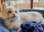 Ragdoll Purebred Maggy May's Litter Male 2 - Ragdoll Kitten For Sale - Dousman&comma; WI&comma; US