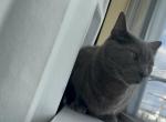 Spencer - Russian Blue Cat For Adoption - Staten Island&comma; NY&comma; US