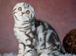 Rufus - Scottish Fold Kitten For Sale - Miami&comma; FL&comma; US