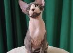 Lincoln - Sphynx Kitten For Sale - Miami&comma; FL&comma; US