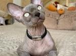 Jeri - Sphynx Kitten For Sale - Miami&comma; FL&comma; US