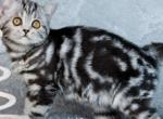 Rosalie - Scottish Straight Kitten For Sale - Hollywood&comma; FL&comma; US