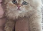 Mitten's kitten - Persian Kitten For Sale - Cedar Rapids&comma; IA&comma; US