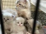 GIRL AVAILABLE BUNNY - Siberian Kitten For Sale - Cumming&comma; GA&comma; US