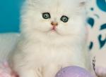 Teo - Scottish Straight Kitten For Sale - Hollywood&comma; FL&comma; US