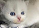 New litters on the way - Siberian Kitten For Sale - 