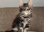 Maki - Maine Coon Kitten For Sale - Hollywood&comma; FL&comma; US