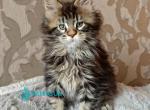 Miami - Maine Coon Kitten For Sale - Hollywood&comma; FL&comma; US