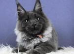Vesta - Maine Coon Kitten For Sale - Hollywood&comma; FL&comma; US