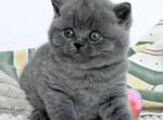 Bayla - British Shorthair Kitten For Sale - Pembroke Pines&comma; FL&comma; US