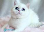 Helena - British Shorthair Kitten For Sale - Pembroke Pines&comma; FL&comma; US
