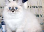 Elbrus - Siberian Kitten For Sale - Pembroke Pines&comma; FL&comma; US