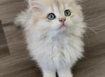 British Longhair Girl Blue Golden - British Shorthair Kitten For Sale - Aliso Viejo&comma; CA&comma; US