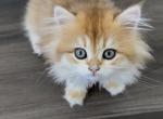 British Longhair Girl Golden - British Shorthair Kitten For Sale - Aliso Viejo&comma; CA&comma; US