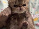 Persian chocolate tabby girl - Persian Kitten For Sale - Palm Coast&comma; FL&comma; US