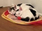 Miso - Domestic Kitten For Sale - Seneca Falls&comma; NY&comma; US