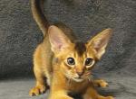 Cent - Abyssinian Kitten For Sale - Norwalk&comma; CT&comma; US
