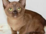 Yvette - Burmese Kitten For Sale - Pembroke Pines&comma; FL&comma; US