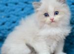Lina - Ragdoll Kitten For Sale - Pembroke Pines&comma; FL&comma; US