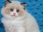 Loya - Ragdoll Kitten For Sale - Pembroke Pines&comma; FL&comma; US