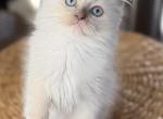 Nolan - Ragdoll Kitten For Sale - Saugerties&comma; NY&comma; US
