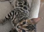 Red Girl - Bengal Kitten For Sale - GA&comma; US