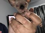 Blue point Male - Sphynx Kitten For Sale - 