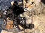 Lucy litter - Maine Coon Kitten For Sale - Wilmington&comma; DE&comma; US