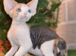 Romashka - Devon Rex Kitten For Sale - Norwalk&comma; CT&comma; US