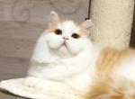 Bianca - Scottish Straight Cat For Sale/Retired Breeding - MA&comma; US