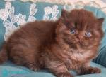 Baron - British Shorthair Kitten For Sale - Pembroke Pines&comma; FL&comma; US