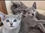 Russian Blues Kittens - Russian Blue Kitten For Sale - Charlotte&comma; NC&comma; US