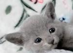 Russian Blues Kittens - Russian Blue Kitten For Sale - Charlotte&comma; NC&comma; US