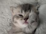 Bitey - British Shorthair Kitten For Sale - Pearland&comma; TX&comma; US