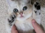Downy - British Shorthair Kitten For Sale - 