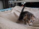 Little Bit - Scottish Fold Kitten For Sale - 