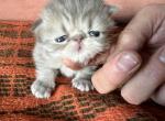 Bao litters is here reserved - Persian Kitten For Sale - Chicago&comma; IL&comma; US