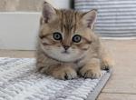Tiger - British Shorthair Kitten For Sale - 