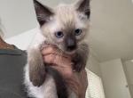 Cutie - Siamese Kitten For Sale - Lehigh Acres&comma; FL&comma; US